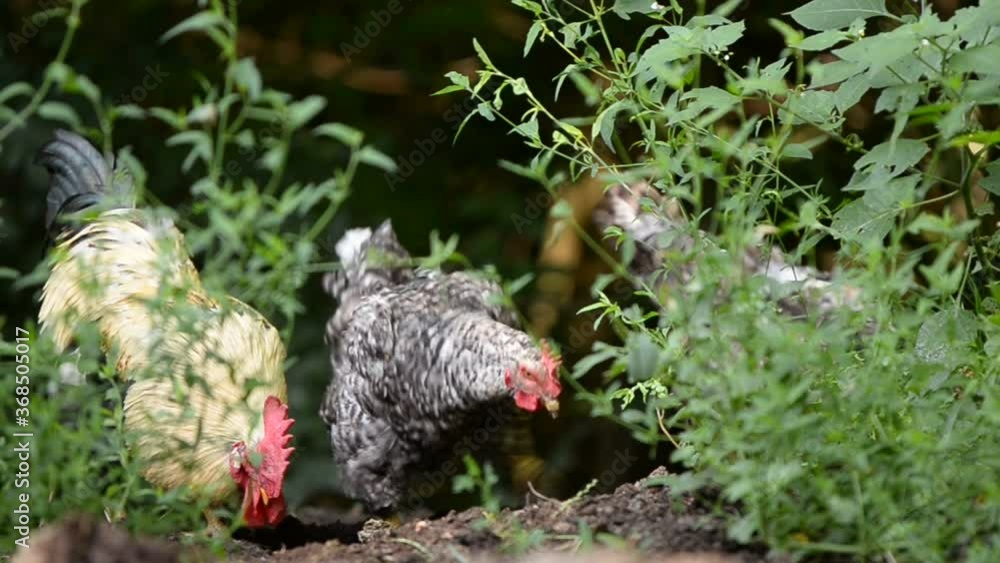 chickens and hens through the natural farm. poultry feeding on the grass chickens and hens through the natural farm. poultry feeding on the grass