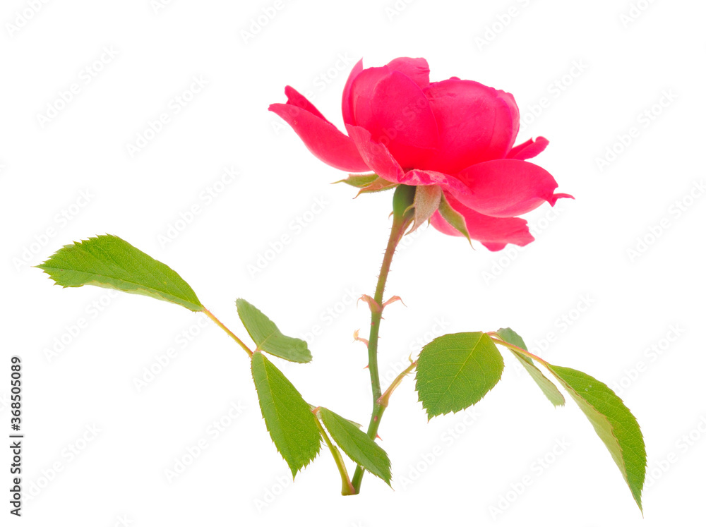 Red beautiful rose. Red beautiful rose.