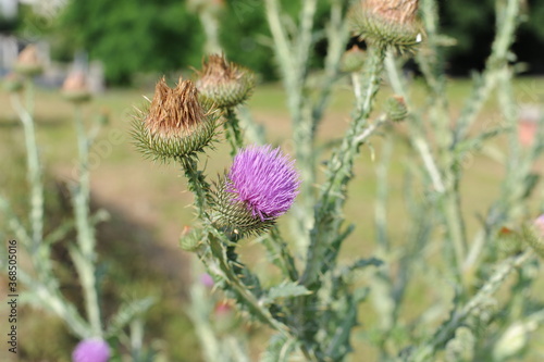 Carduus flowering plant with purple flowers in bloom photo