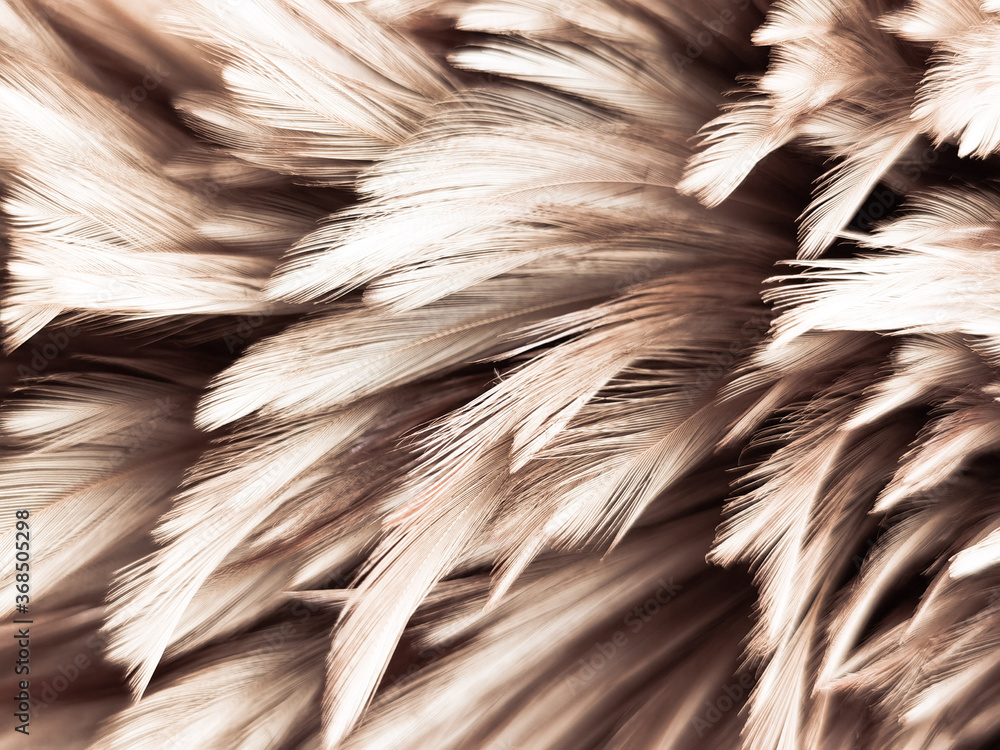 Beautiful abstract white and brown feathers on white background and