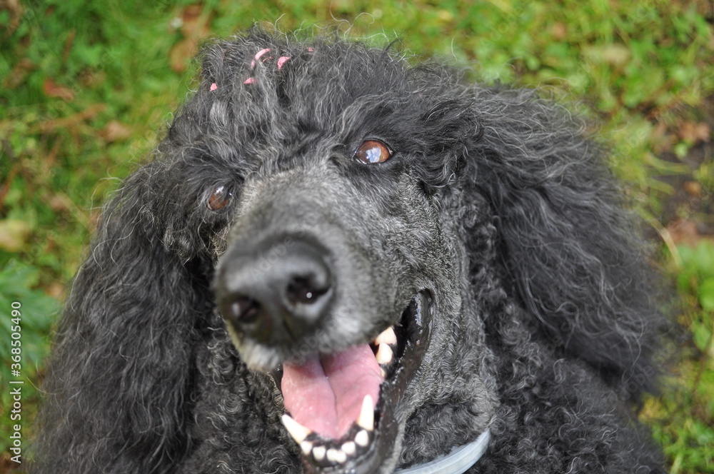 cheerful poodle, funny dog, close-up portrait, cheerful poodle, funny dog, close-up portrait,