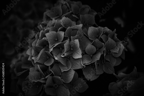  flower of a violet hydrangea in the garden close-up © Joanna Redesiuk