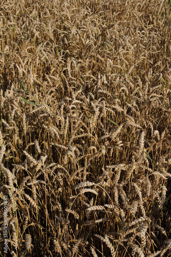 Golden wheat grain and straw cereal waiting for harvest in summer Golden wheat grain and straw cereal waiting for harvest in summer