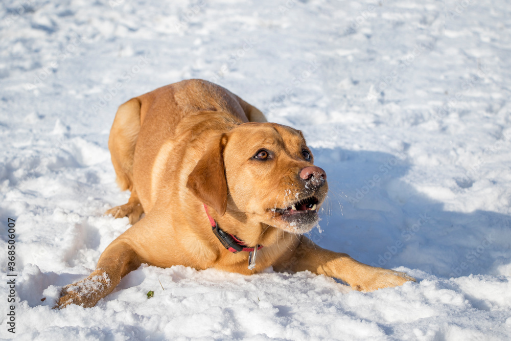 Happy yellow fox red labrador retriever lying in snow on a cold winter day. Happy yellow fox red labrador retriever lying in snow on a cold winter day.