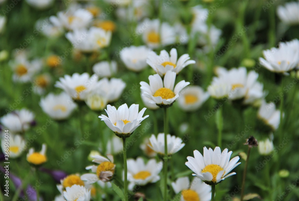 daisy, flower, nature, spring, white, summer, field, plant, camomile, flowers, green, meadow, yellow, daisies, grass, garden, blossom, bloom, chamomile, flora, beauty, natural, floral, beautiful, peta daisy, flower, nature, spring, white, summer, field, plant, camomile, flowers, green, meadow, yellow, daisies, grass, garden, blossom, bloom, chamomile, flora, beauty, natural, floral, beautiful, peta