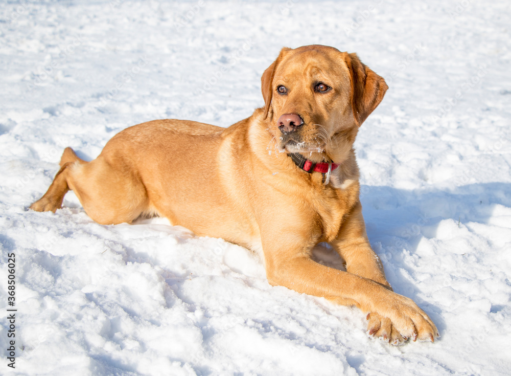 Yellow fox red labrador retriever lying and posing in snow on a cold winter day. Yellow fox red labrador retriever lying and posing in snow on a cold winter day.
