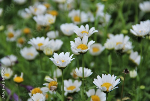 daisy, flower, nature, spring, white, summer, field, plant, camomile, flowers, green, meadow, yellow, daisies, grass, garden, blossom, bloom, chamomile, flora, beauty, natural, floral, beautiful, peta