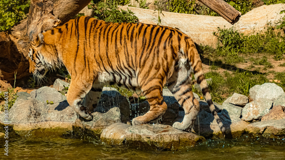 Naklejka premium Beautiful dripping Tiger climbing out from a water basin