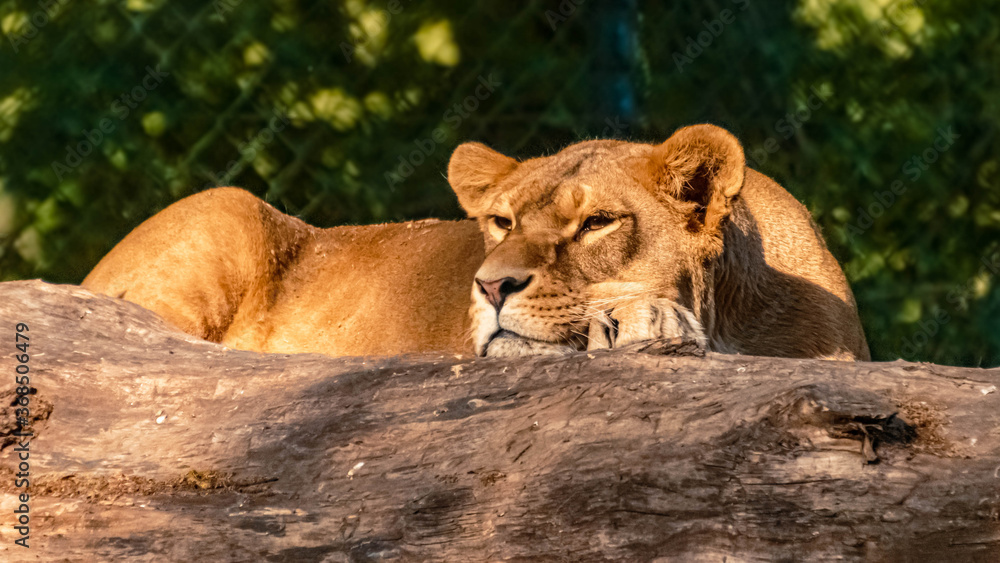 Beautiful lioness dozing behind a lying tree trunk Beautiful lioness dozing behind a lying tree trunk