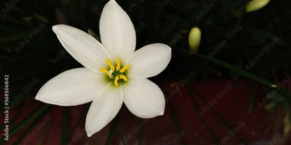 white flower in the rain backgrounds images