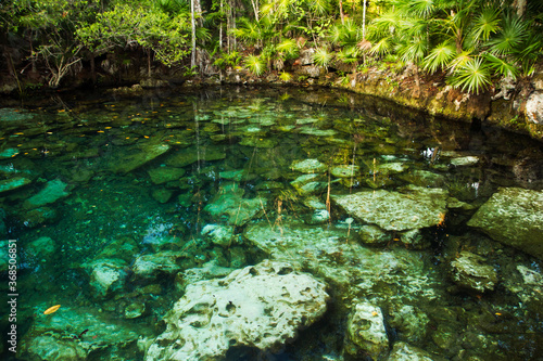 Magical environment. Emerald color water cenote in the jungle. Natural pond with transparent water and a rocky sea bed  surrounded by the tropical trees foliage. 