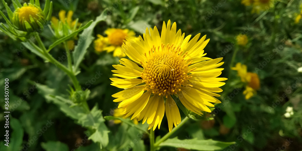 yellow dandelion flower backgrounds images yellow dandelion flower backgrounds images
