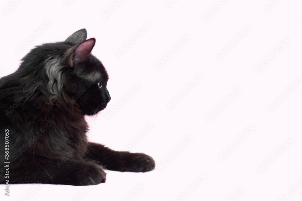 Portrait of Beautiful fluffy black cat isolated on a pink background. Portrait of Beautiful fluffy black cat isolated on a pink background.