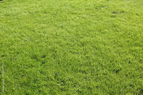 Beautiful green well-tended lawn meadow