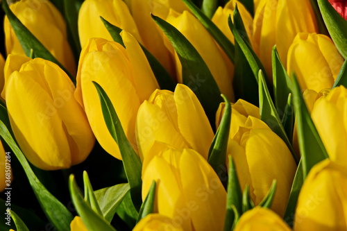 The blooming yellow tulips in the spring.