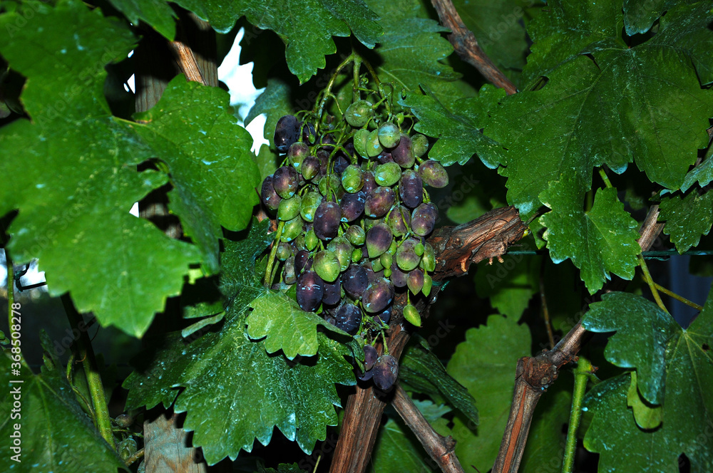 bunch of grape on vineyard in a garden. Italy. bunch of grape on vineyard in a garden. Italy.