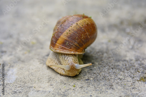 Big snail in shell crawling on road, summer day