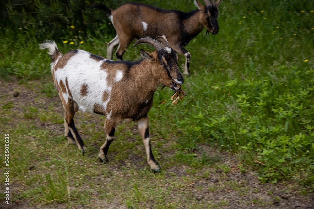 goat walking loosely around the farm on a summer day goat walking loosely around the farm on a summer day