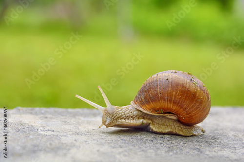 Big snail in shell crawling on road, summer day in green with green grass background