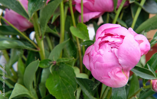 Wallpaper Mural Close-up of pink peony buds with foliage Torontodigital.ca