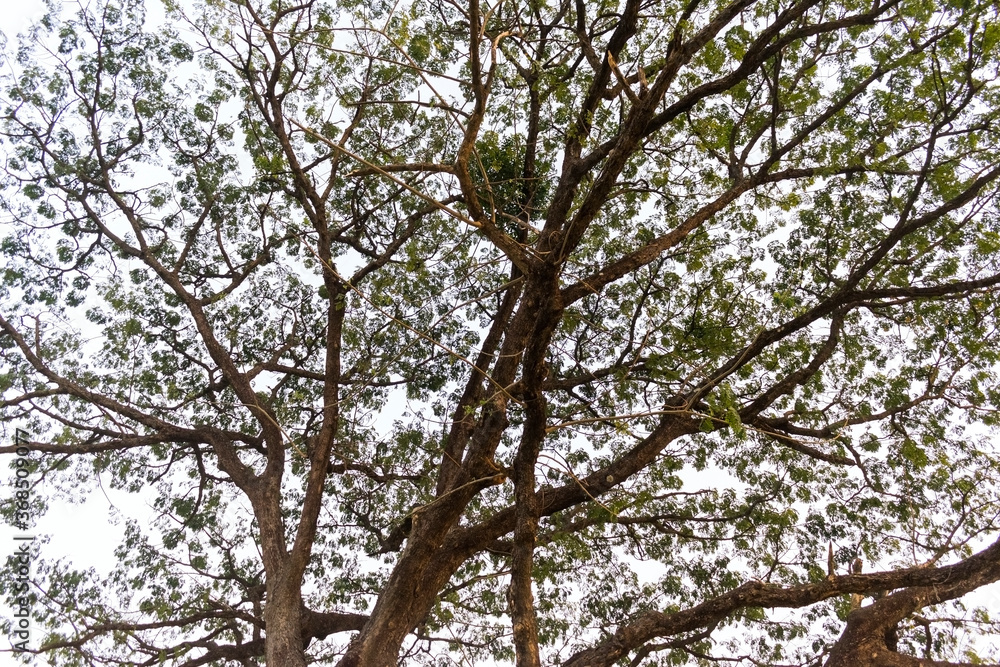 Fototapeta premium tree branches with leaves over white sky background texture pattern and wallpaper