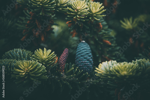 blue pine cone on the branch of conifer in close-up