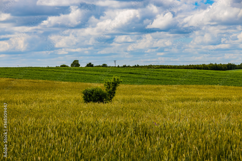 agricultural landscape in Poland on a summer day