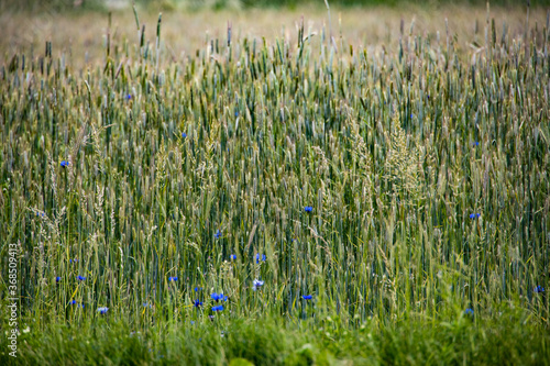 corn on the field with blue cornflowers on a summer day creating the background