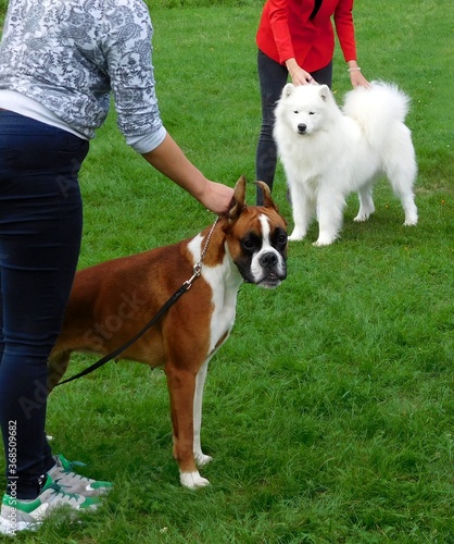 Boxer and Samoyed dog at a dog show in the hands of a handler against a background of green grass, with copy space for text