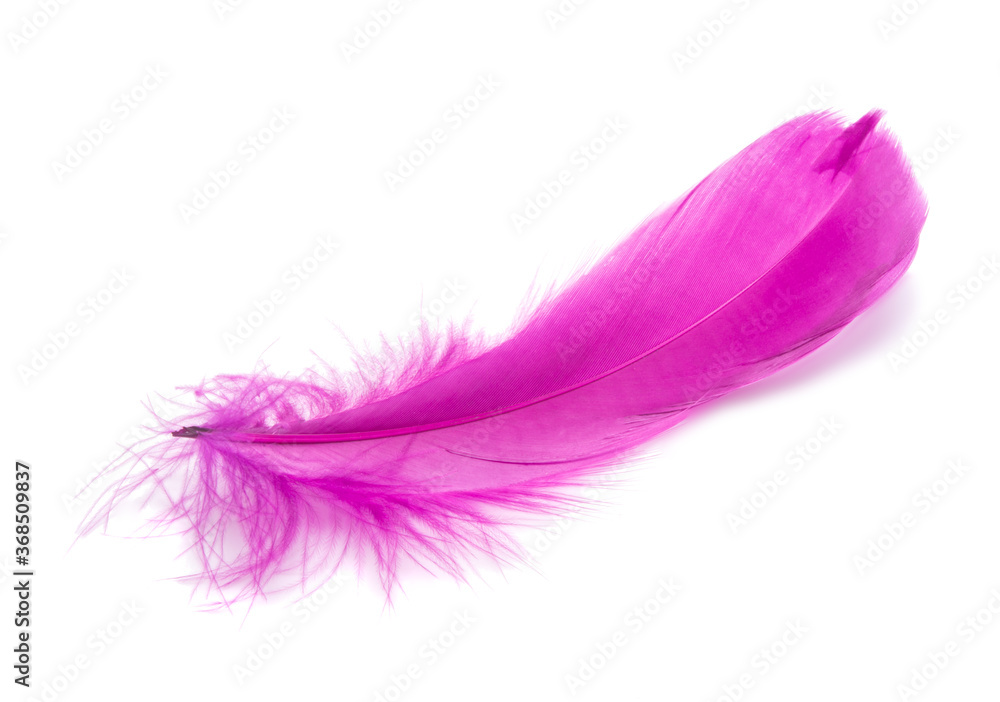 Fluffy bird feather decorative style in studio isolated on the white Fluffy bird feather decorative style in studio isolated on the white