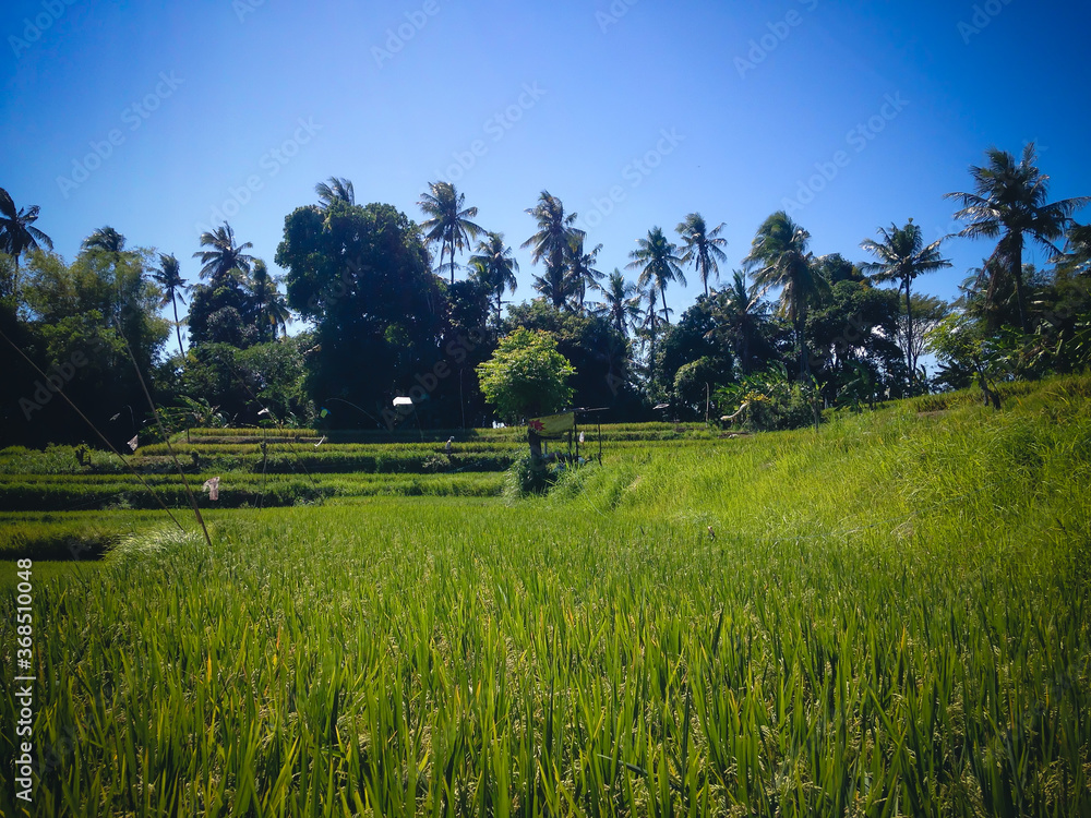 Green Peaceful Atmosphere Of The Rice Fields Scenery At The Village, Ringdikit, North Bali, Indonesia