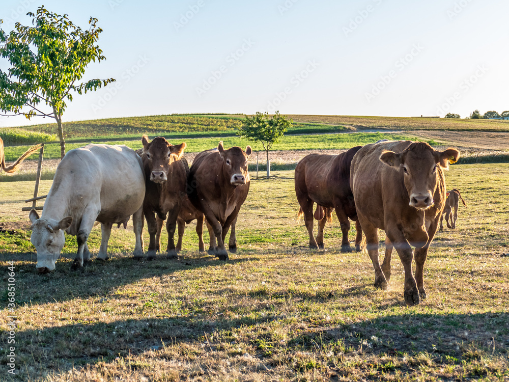 Fototapeta premium Kühe auf der Weide