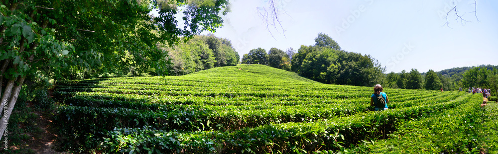 picking tea on a tea plantation picking tea on a tea plantation