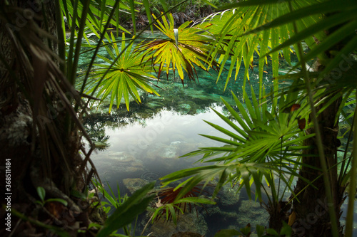 Fototapeta Naklejka Na Ścianę i Meble -  Enchanting landscape. View of the tropical palm trees leaves and the emerald color water cenote in the jungle. The transparent clear water natural pond with a rocky bed.