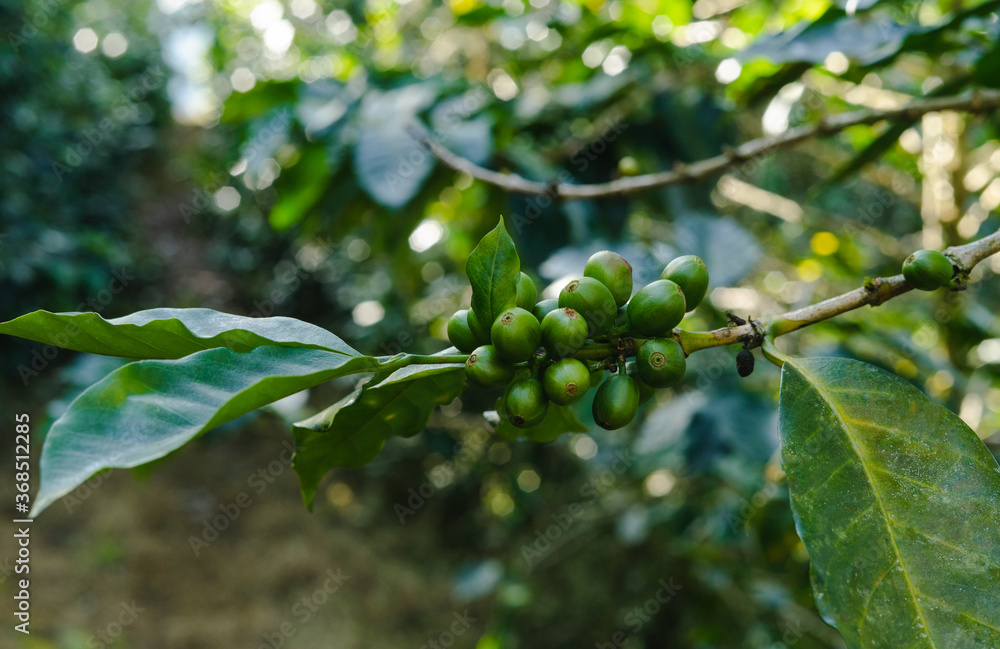 Coffee plant with green fruits. Concept related to coffee.