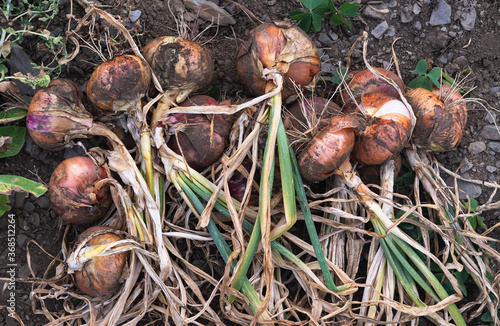 Lots of onions at harvest time. Agricultural concept.