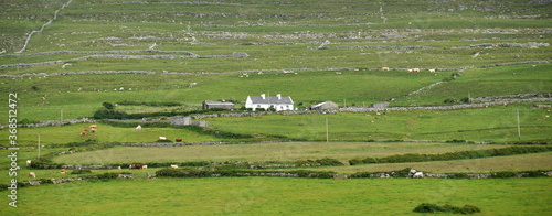Panorama - Ireland - West Coast - Pastoral