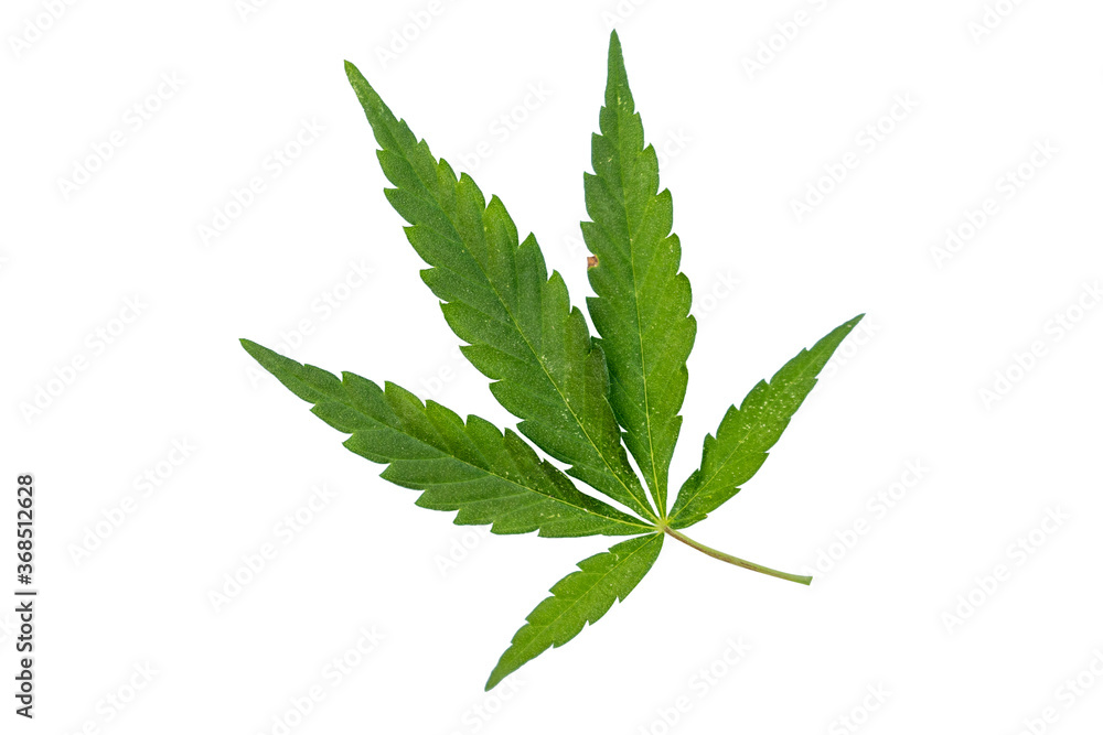 Green cannabis leaves isolated on on white background. Green cannabis leaves isolated on on white background.