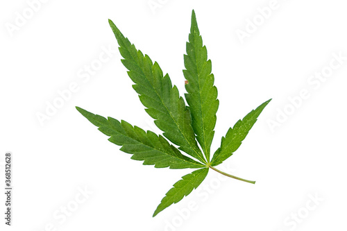 Green cannabis leaves isolated on on white background.