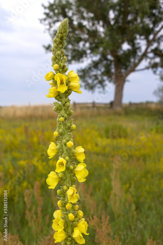 Verbascum blossoms. In gardening and landscaping, Verbascum is valued for the tall narrow stature