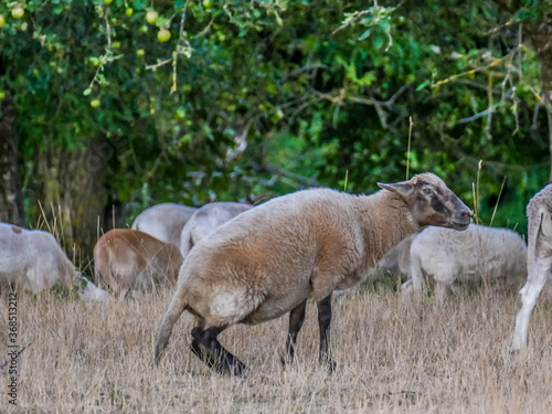 Schafe auf der Weide am Abend