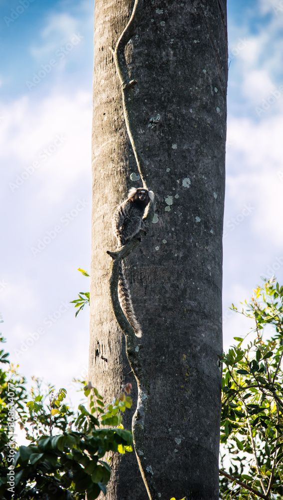 Obraz premium Sagui, pequeno macaco que vive nas arvores em bandos.