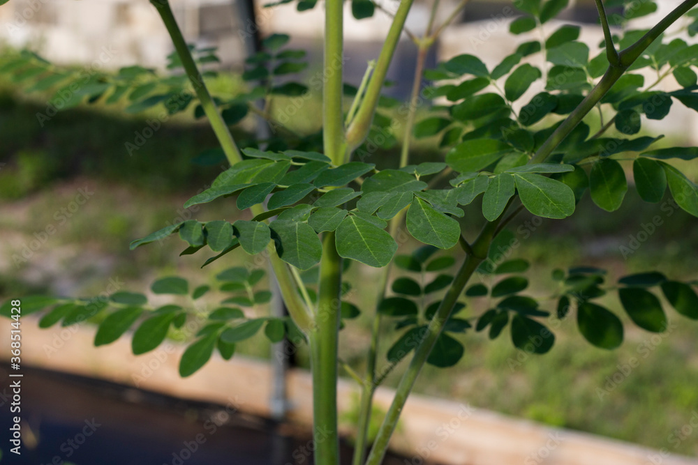 Obraz premium Moringa tree leaves