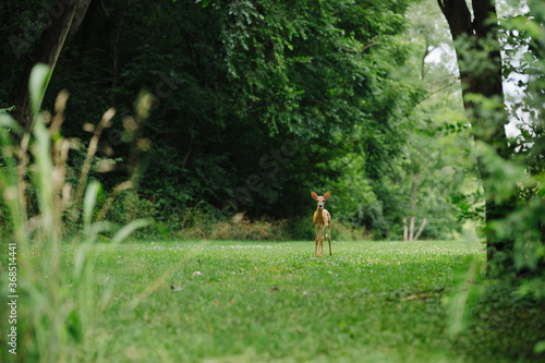 Whitetail deer fawn standing and looking at the camera through the brush