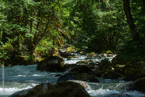 stream in the forest in the pacific northwest