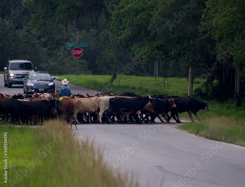 Florida cracker cowboys moving cattle  photo