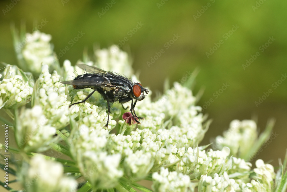 Macro of house flies or fly insect close up. Little fly on wild flower
Macro of house flies or fly insect close up. Little fly on wild flower