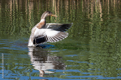 Juvenile hybrid mallard duck flapping wings