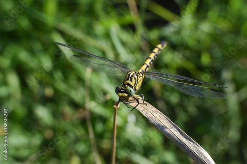 Beautiful dragonfly on plant stem by the river. Close-up photo of a Dragonfly