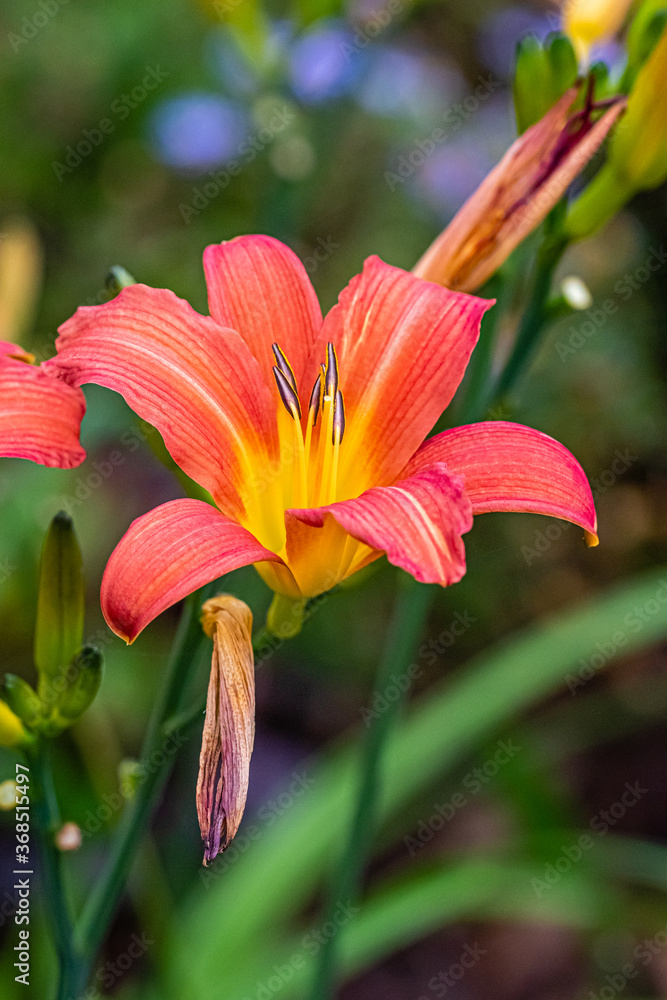flower of the exotic garden of Roscoff, in Brittany flower of the exotic garden of Roscoff, in Brittany
